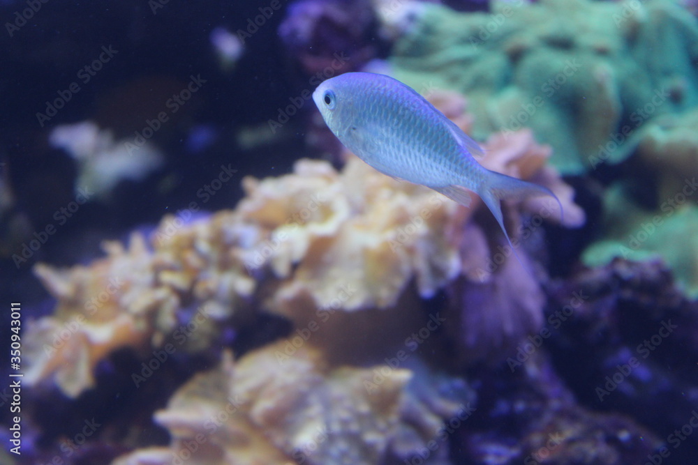 Fototapeta premium tropical fish in aquarium