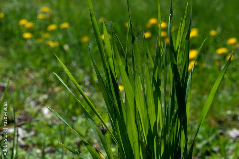 green grass and dandelion in the meadow in the spring green grass and dandelion in the meadow in the spring