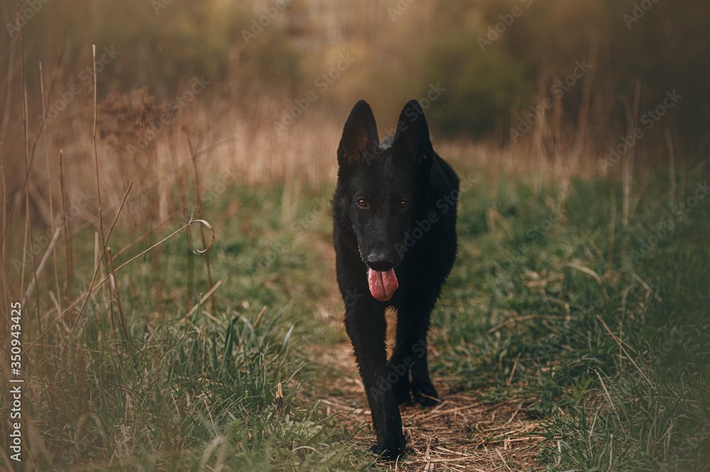 black east European shepherd dog