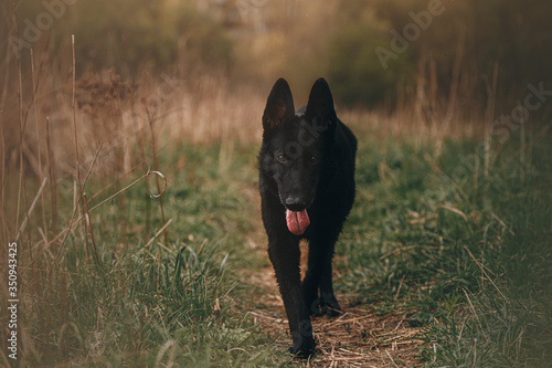 Obraz na płótnie black east European shepherd dog w salonie