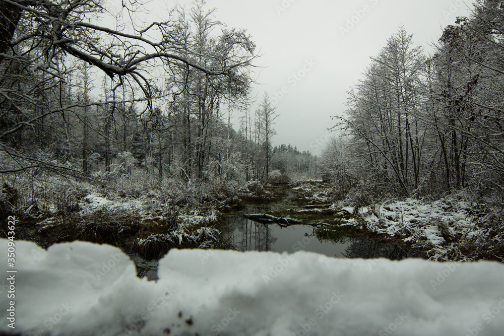 W czasie śnieżnej zimy Rzeka Leśna Prawa niedaleko miejscowości Sacharewo w Puszcze Białowieskiej, Polska