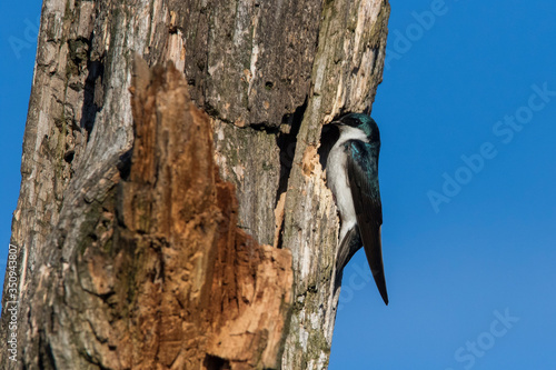 tree swallow (Tachycineta bicolor) 