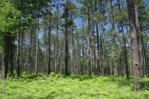 Sam Houston National Forest #3