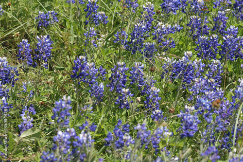 Texas Bluebonnets #2
