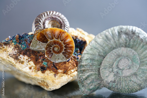 ammonites, Ammonoidea are an extinct subgroup of cephalopods 