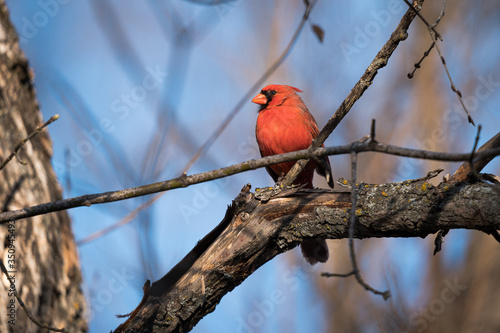 A Northern Cardinal sits on its perch on a beautiful, spring day. © David