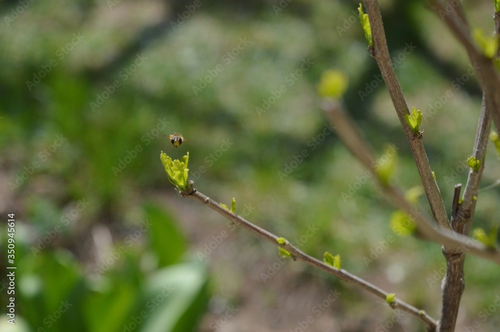 the wasp flies around the green leaves