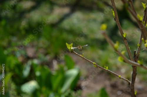 the wasp flies around the green leaves © oljasimovic