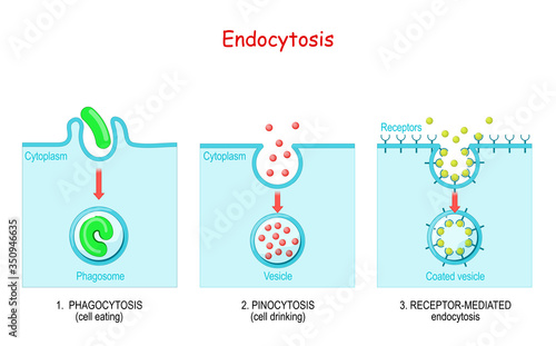endocytosis. phagocytosis, pinocytosis, receptor-mediated endocytosis