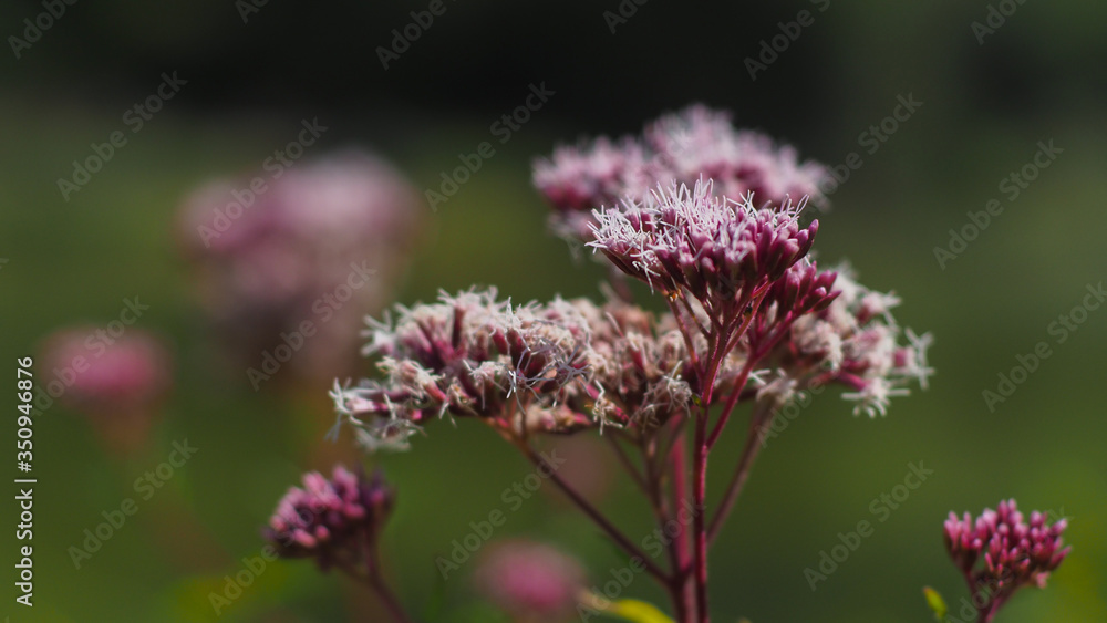 Petites fleurs rouge en bordure d'un lac, dans le Lot Petites fleurs rouge en bordure d'un lac, dans le Lot