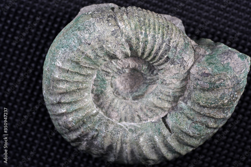 Ammonoidea are an extinct subgroup of cephalopods Ammonoidea are an extinct subgroup of cephalopods