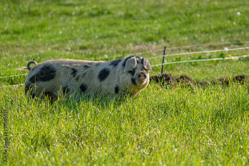 Einzelnes Bentheimer Landschwein auf einer Wiese photo