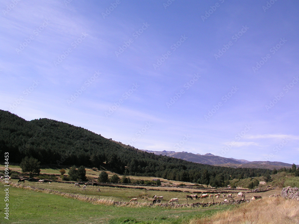 Fototapeta premium Nice block of pine trees with a frame almost completely covered by a beautiful blue sky with soft clouds.