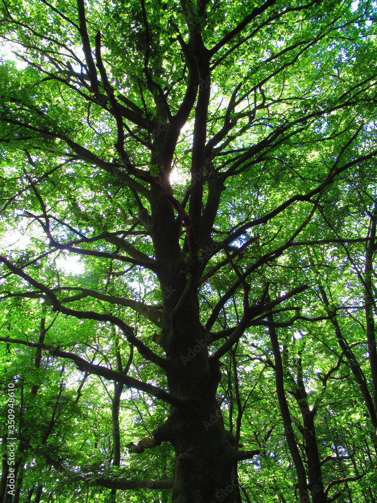Fototapeta premium trees in the forest