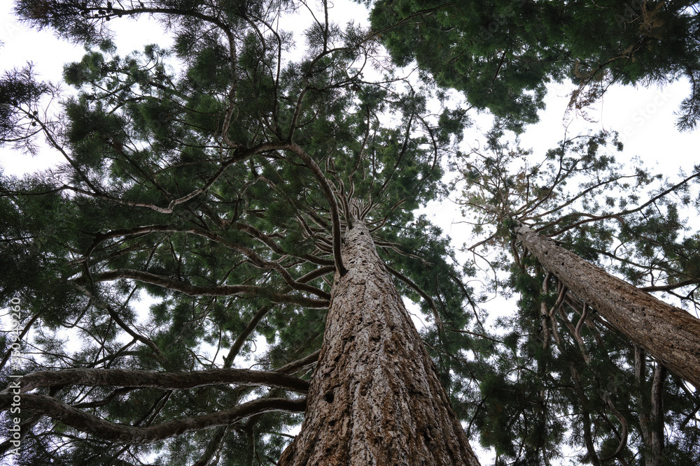 The coastal sequoia is the state tree of the US state of California The coastal sequoia is the state tree of the US state of California