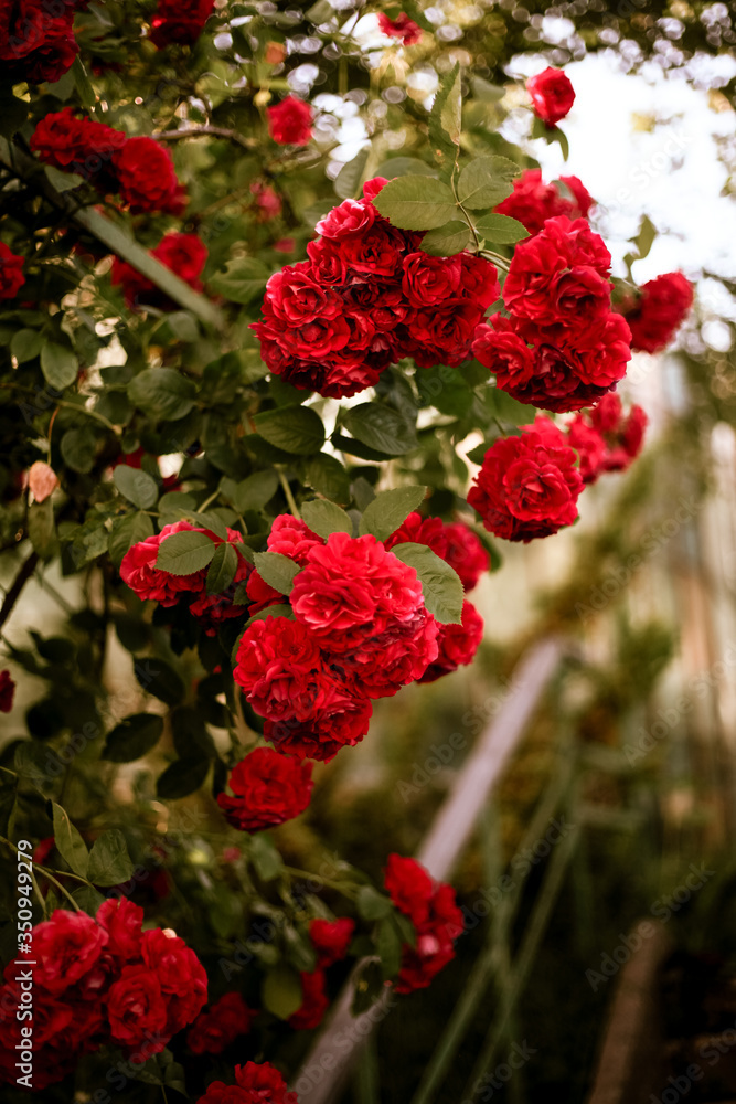 Fine art image of beautiful pastel roses in garden. Background image of red roses. Bush of roses. Beautiful, romantic colors. Flowers of love
Fine art image of beautiful pastel roses in garden. Background image of red roses. Bush of roses. Beautiful, romantic colors. Flowers of love