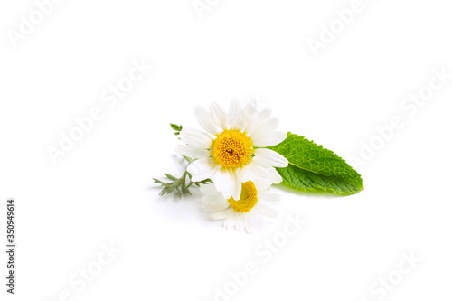 Fototapeta Naklejka Na Ścianę i Meble -  Chamomile flowers on isolated white background