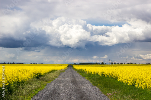 storm clouds over a dirt road leading through a rape field