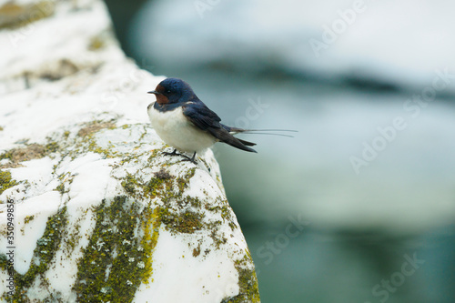 Steel blue upperparts and a rufous forehead, chin and throat,  with off-white underparts photo