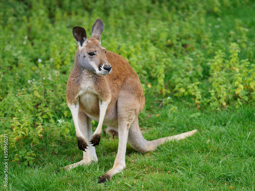 The largest representative of the kangaroos and the largest living marsupial