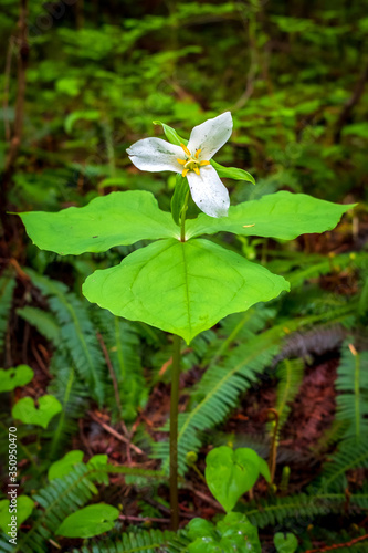 A lone white trillium stands in a green forest
