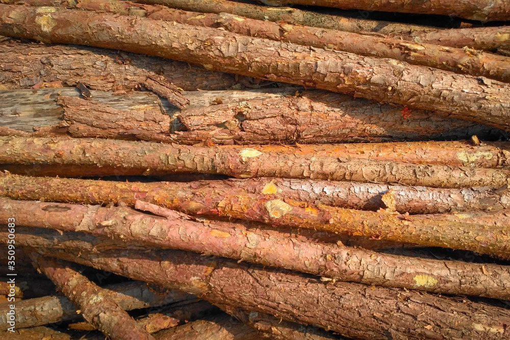 taxture of pine three logs. natural wooden background taxture of pine three logs. natural wooden background