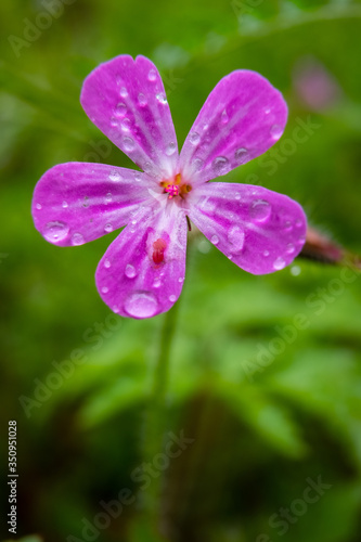 A macro closeup of dew drops on a Robert's Geranium weed blossom
