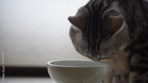 ご飯のおかわりが欲しい猫の動画