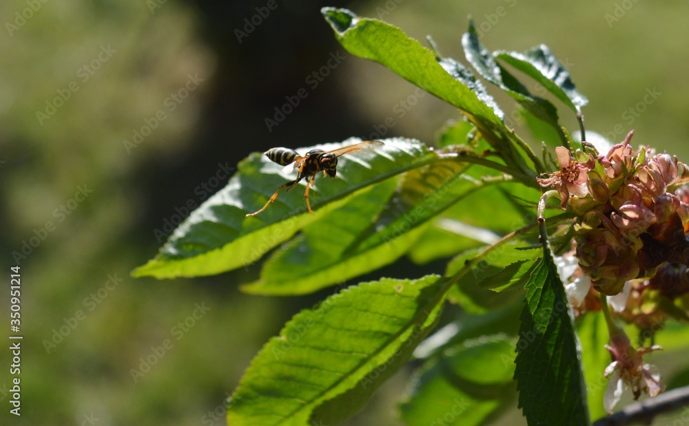the wasp flies around the green leaves the wasp flies around the green leaves