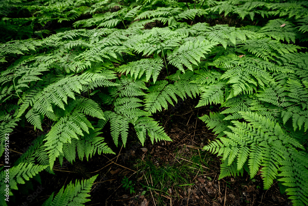 Vivid green texture of lush fern thickets. Beautiful nature background with many fern leaves close-up. Full frame of chaotic wild ferns. Scenic backdrop of rich flora. Chaos of dense ferns thickets. Vivid green texture of lush fern thickets. Beautiful nature background with many fern leaves close-up. Full frame of chaotic wild ferns. Scenic backdrop of rich flora. Chaos of dense ferns thickets.