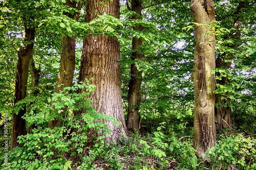 Bavaria  Germany -  Isarauen national park   the green spot of dense trees and trails along the Isar river near Munich  ideal place to walk and  hiking