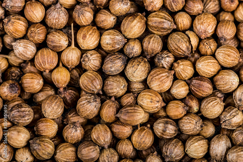 Close up of coriander seeds, suitable as background image. Spicery background. Seeds of coriander can sprout for microgreen Close up of coriander seeds, suitable as background image. Spicery background. Seeds of coriander can sprout for microgreen