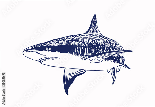 Graphical blue shark isolated on white background, vector colour illustration, tattoo