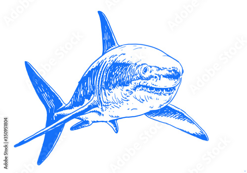 Graphical blue shark isolated on white background, vector colour illustration, tattoo
