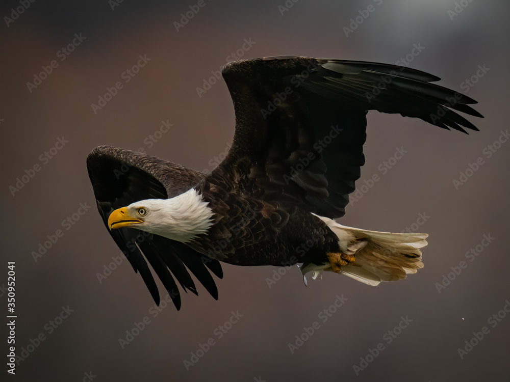 Fototapeta premium Close up side view of a Bald Eagle flying in dark background above the Susquehanna River in Maryland