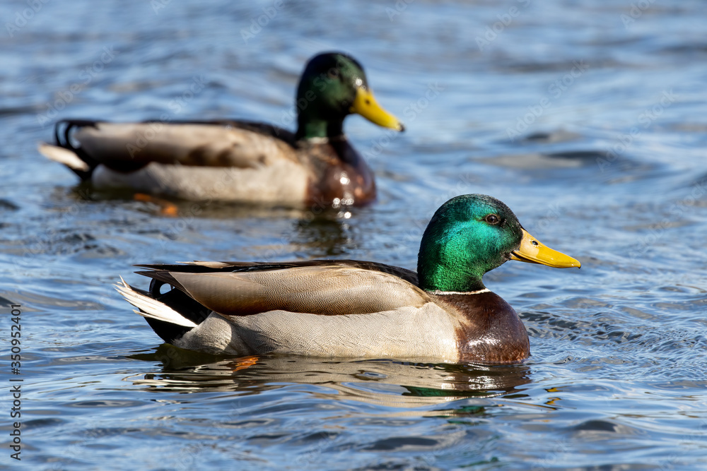 Mallard Ducks Mallard Ducks