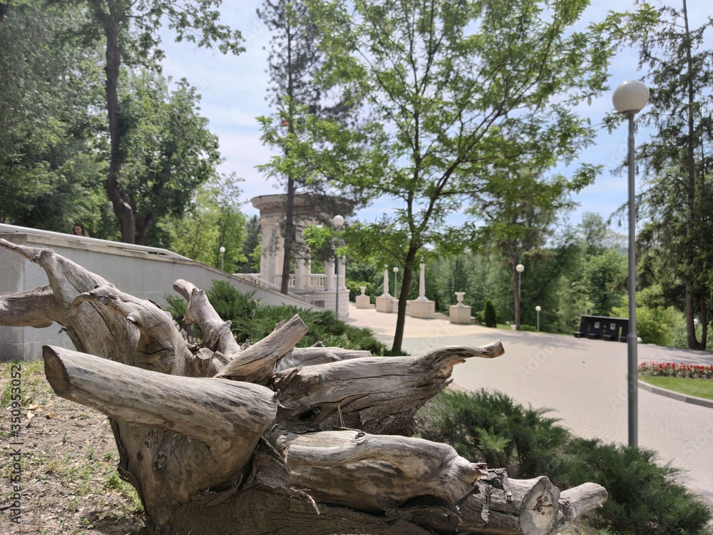 Big gray old roots on a background of a white stone arbor in a green park