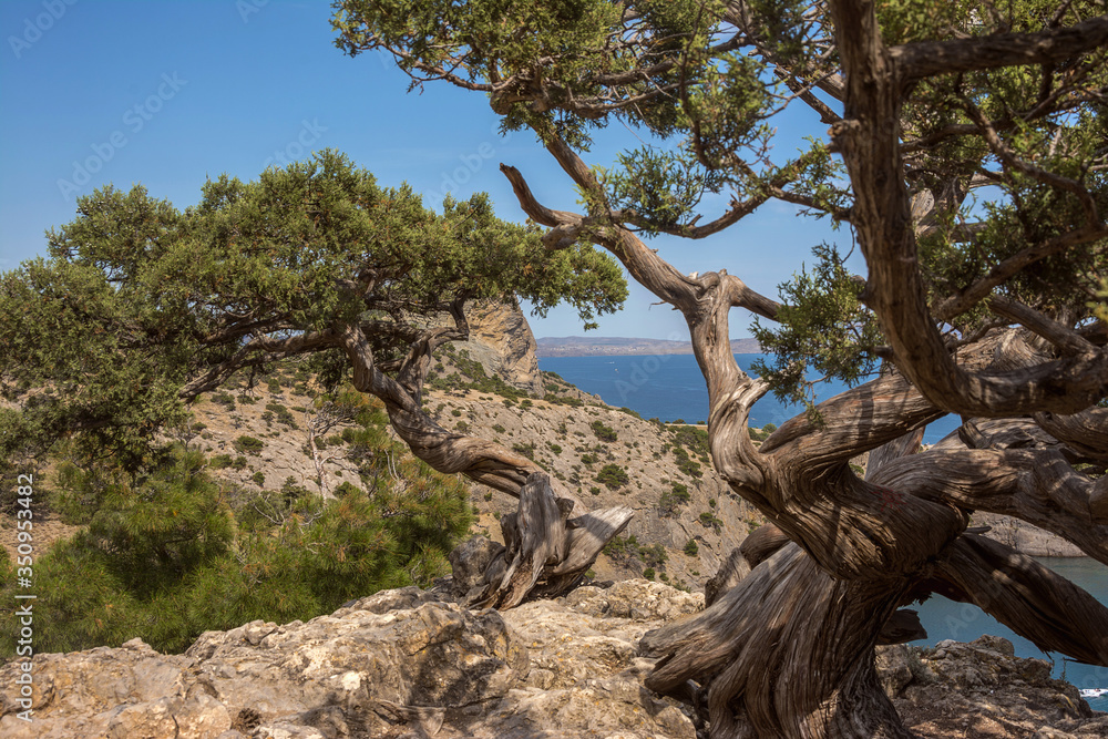 The powerful, twisted by winds and time junipers are in the mountains against the background of the sea. The powerful, twisted by winds and time junipers are in the mountains against the background of the sea.
