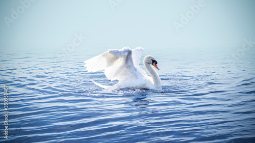White swan on a lake in spring