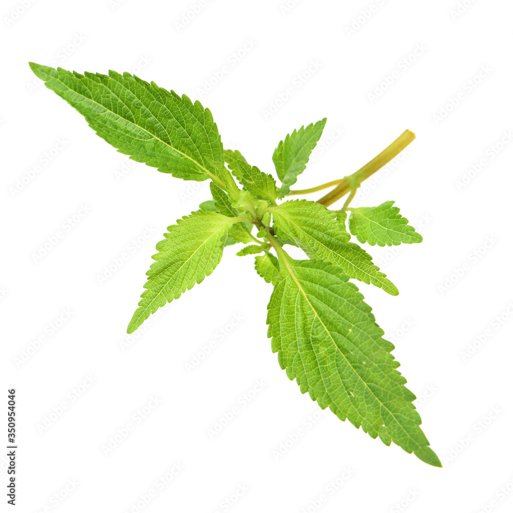 Fresh raw mint leaves isolated on white background Fresh raw mint leaves isolated on white background