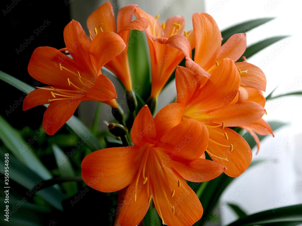 Fototapeta premium Orange flowers on the stem. Flowering decorative home plant