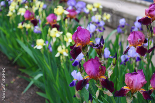 A very beautiful iris flower common in urban landscape design photo