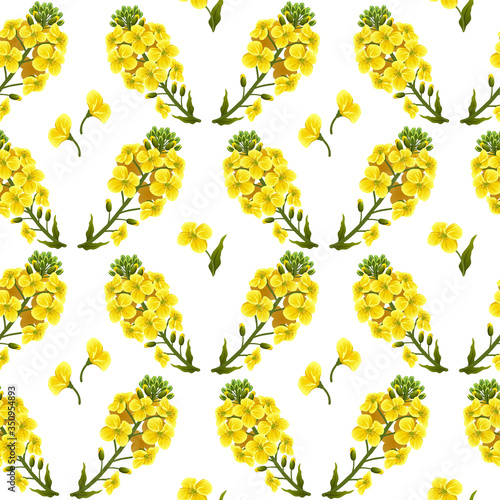 Pattern rape flowers, canola. Brassica napus. Seamless vector background.