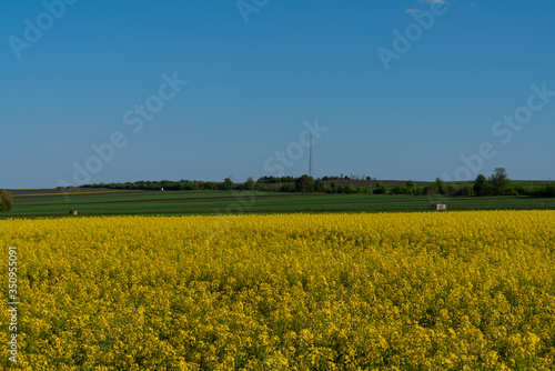 Rapeseed yellow green field in spring, abstract natural seasonal floral background
