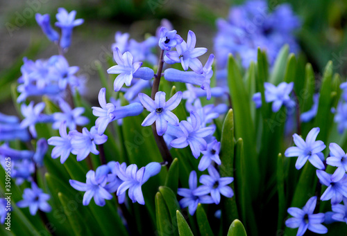 Growing decorative spring flowers.