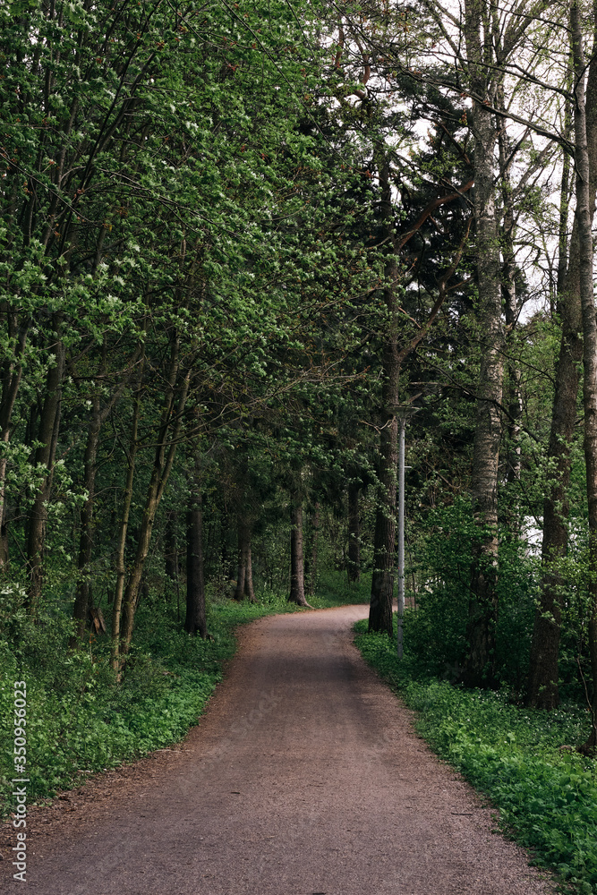 road in the forest road in the forest