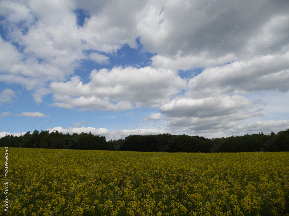 Obraz premium Field and sky