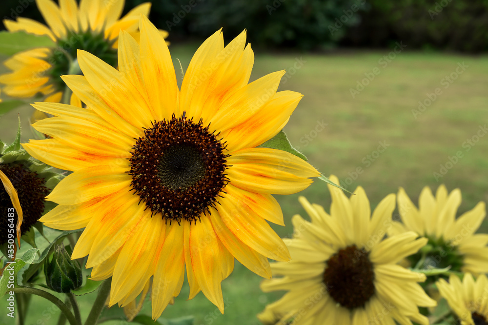 yellow sunflower in your atumn garden yellow sunflower in your atumn garden
