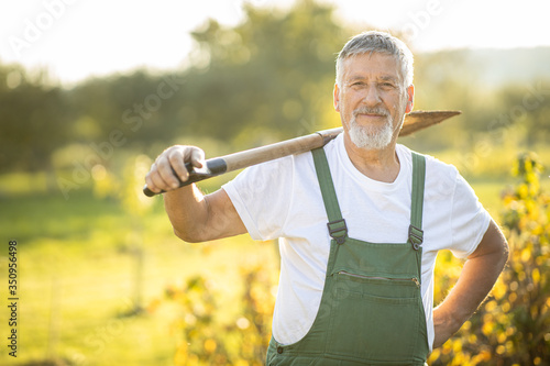 Foto Senior gardener gardening in his permaculture garden - holding a spade