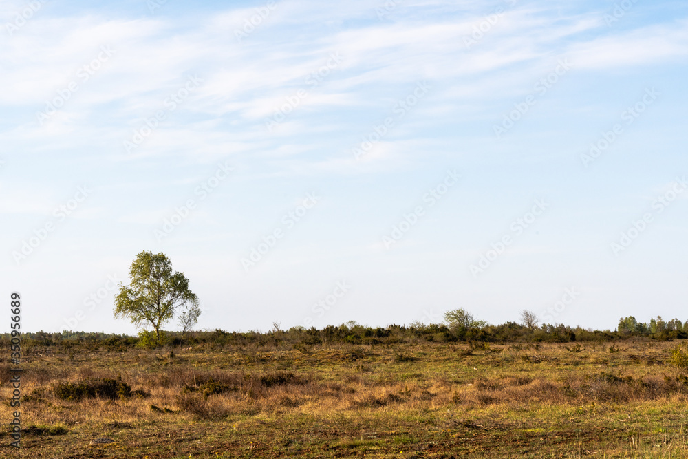 Lone Birch tree in a great barren landscape